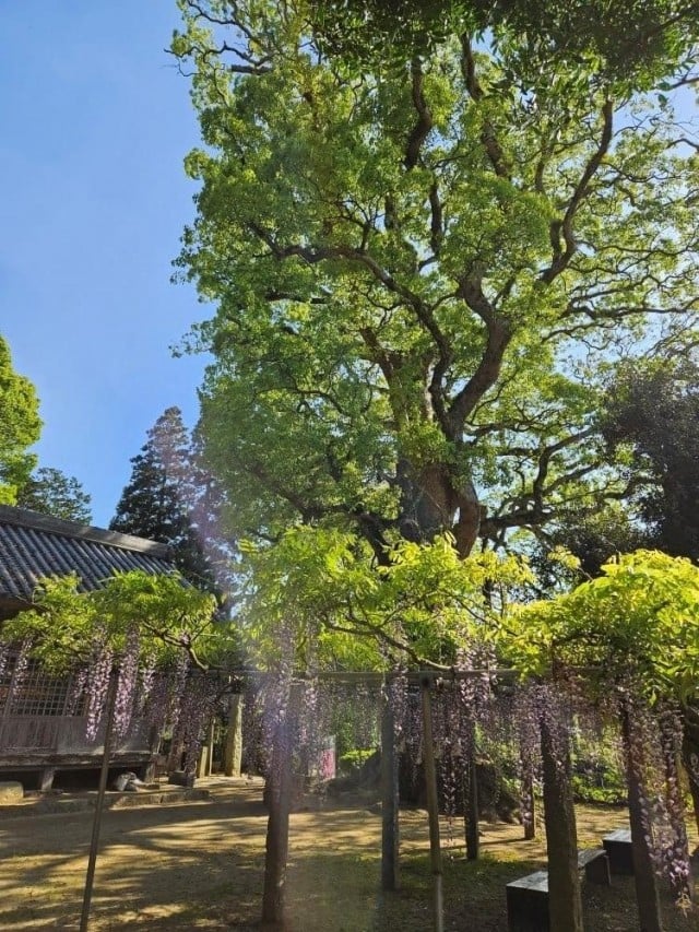 桜の写真