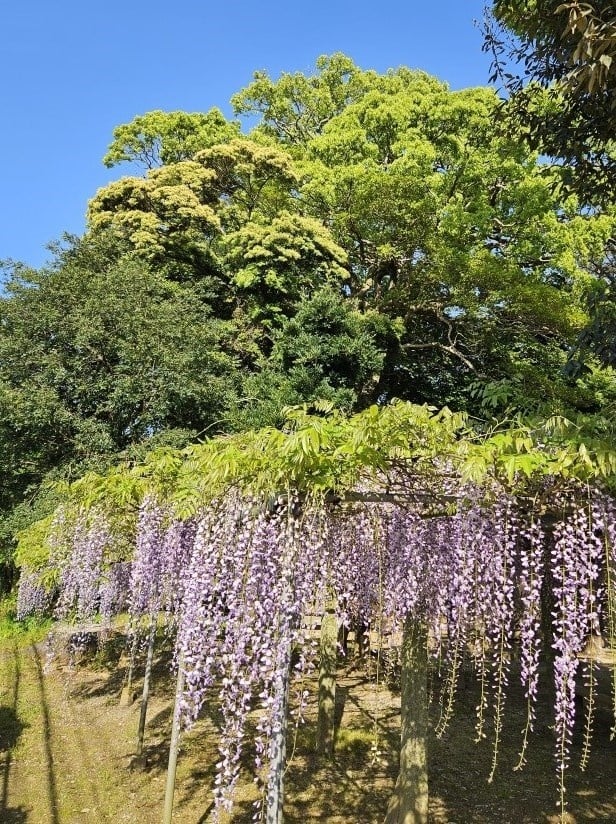 桜の写真