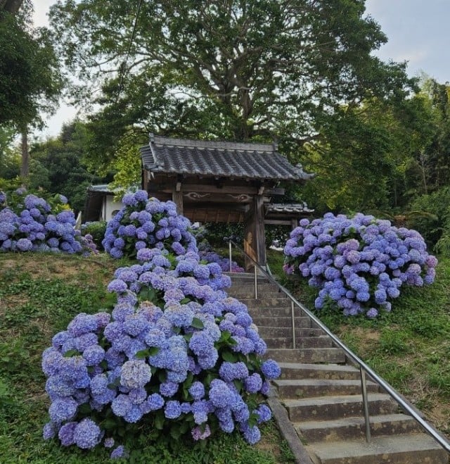 紫陽花の写真