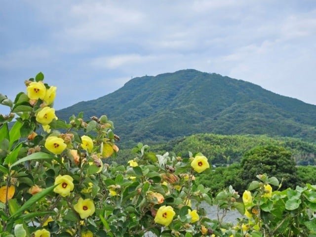 はまぼうの写真